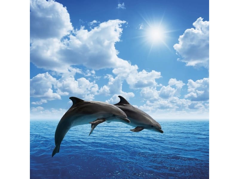 Fototapeta Skoczne ssaki oceanu (kod: 10203) Fototapeta Skoczne ssaki oceanu