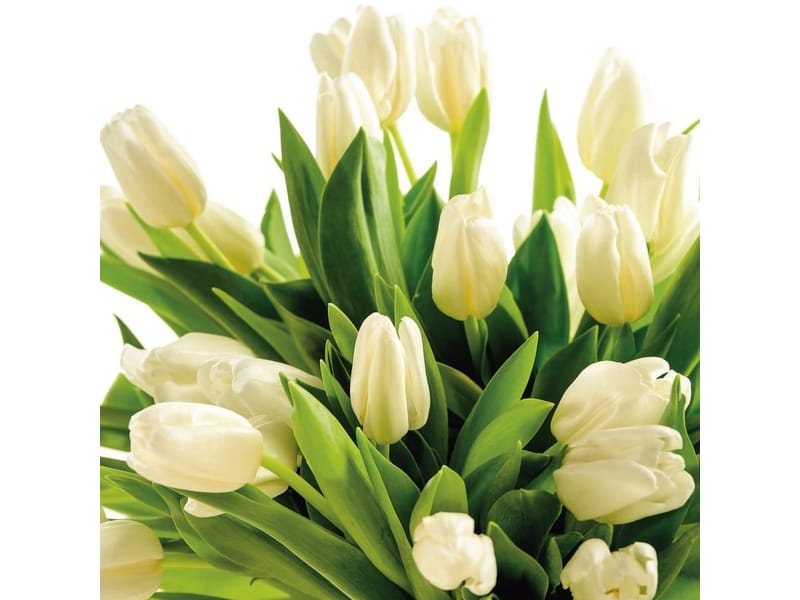 Fototapeta Jasne tulipany (kod: 15096) Fototapeta Jasne tulipany