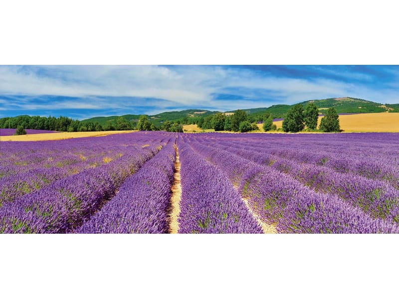 Fototapeta Bezszelestna purpura (kod: 24327) Fototapeta Bezszelestna purpura