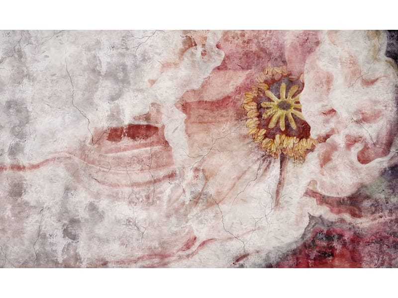 Fototapeta Tulipan w pełni urody (kod: 25844) Fototapeta Tulipan w pełni urody