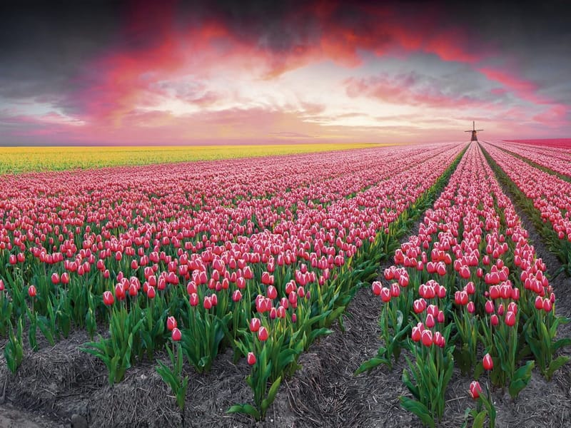 Fototapeta Łan tulipanów (kod: 25878) Fototapeta Łan tulipanów