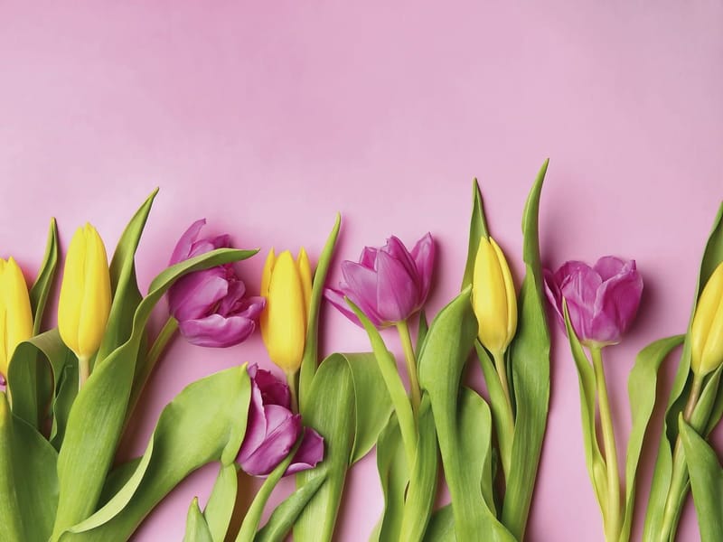 Fototapeta Świetliste kwiaty tulipanów (kod: 25914) Fototapeta Świetliste kwiaty tulipanów