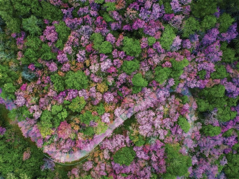 Fototapeta Japońska wiśnia w rozkwicie