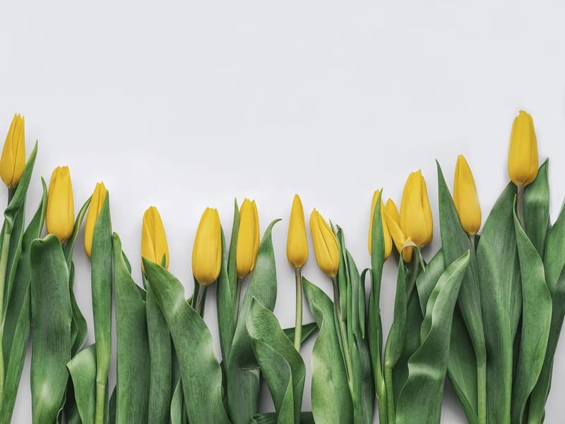 Fototapeta Jasnożółte tulipany w rozkwicie (kod: 25948) Fototapeta Jasnożółte tulipany w rozkwicie