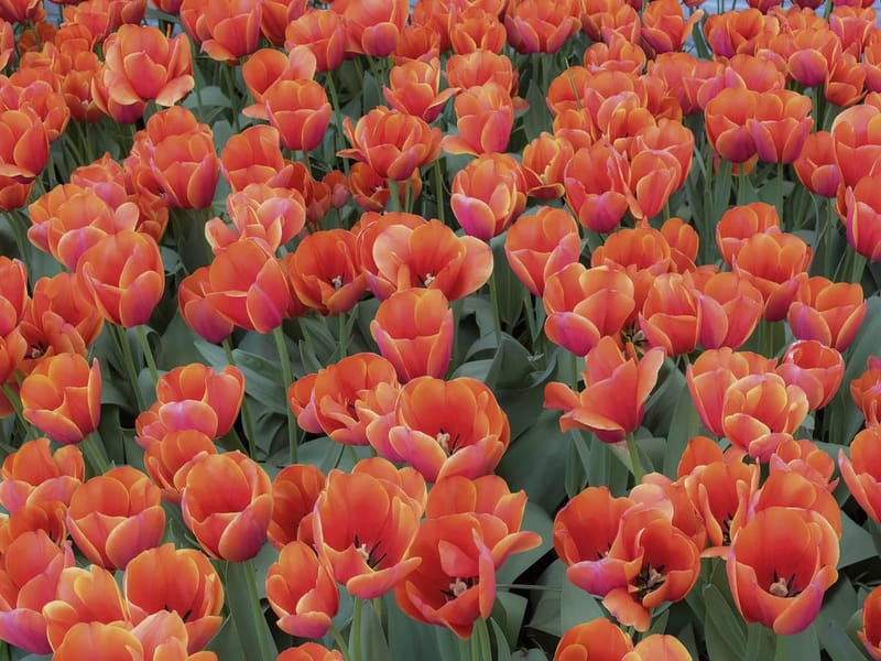 Fototapeta Morze czerwonych tulipanów (kod: 25950) Fototapeta Morze czerwonych tulipanów