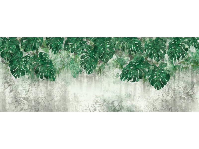 Fototapeta Monstera liście (kod: 26599) Fototapeta Monstera liście