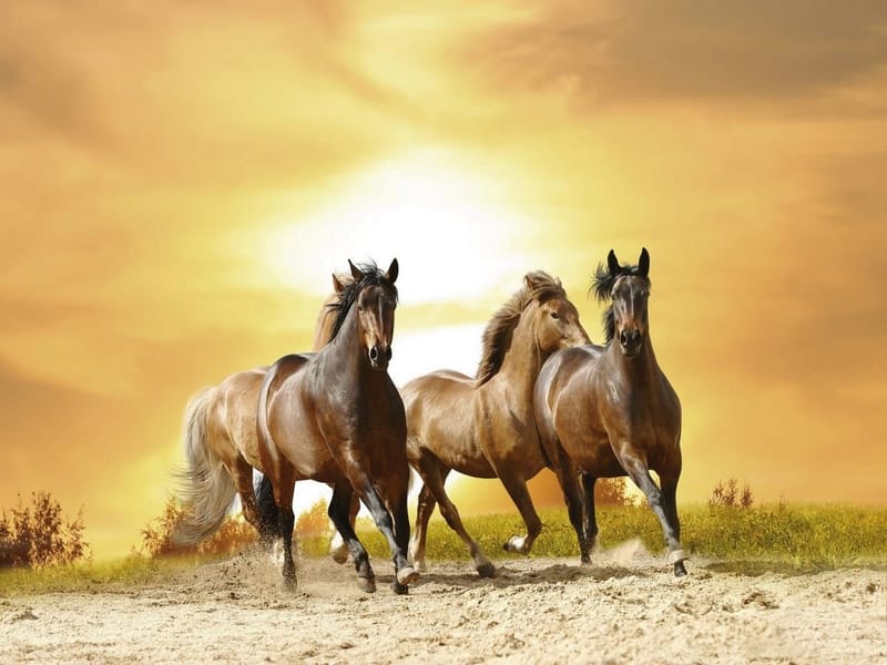 Fototapeta Galop w ogniu (kod: 4979) Fototapeta Galop w ogniu