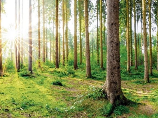 Fototapety Las o świcie