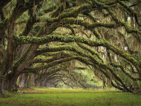 Fototapety Leśne gęstwiny