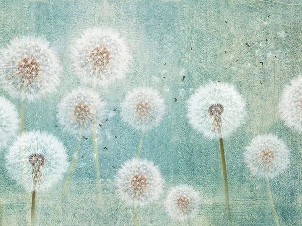 Fototapety Dmuchawce