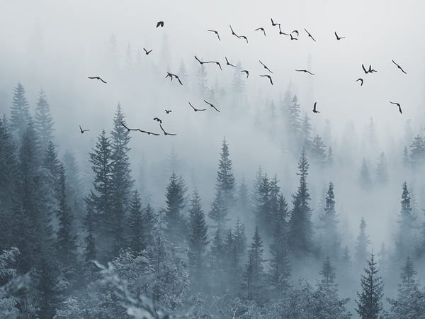 Fototapety Granatowe