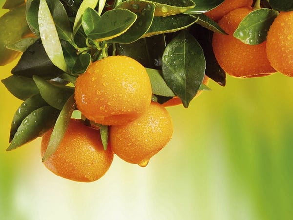 Fototapety Do kuchni