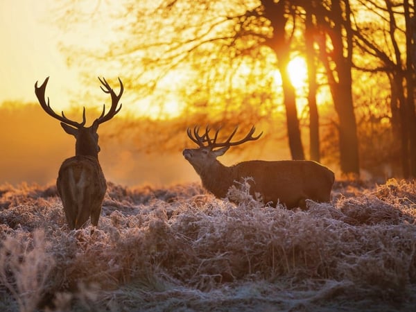 Fototapety Zwierzęta leśne