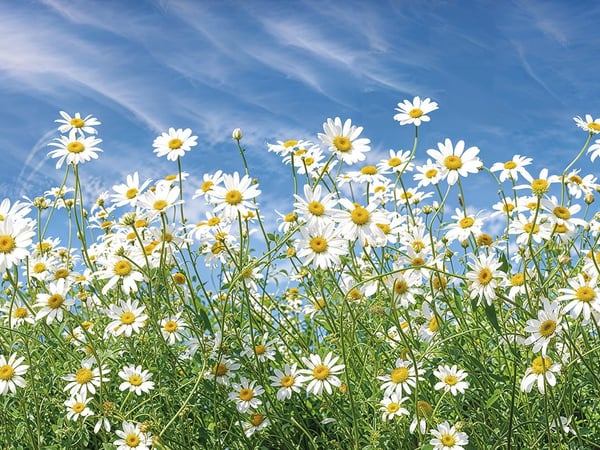 Fototapety Stokrotki