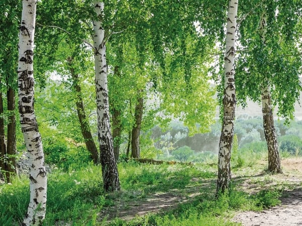 Fototapety Las brzozowy