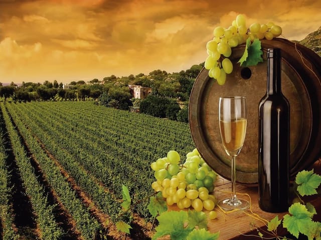 Fototapeta Wino i kieliszki w winnicy (mpn: 1030) Fototapeta z beczką wina, winogronami i winnicą w tle