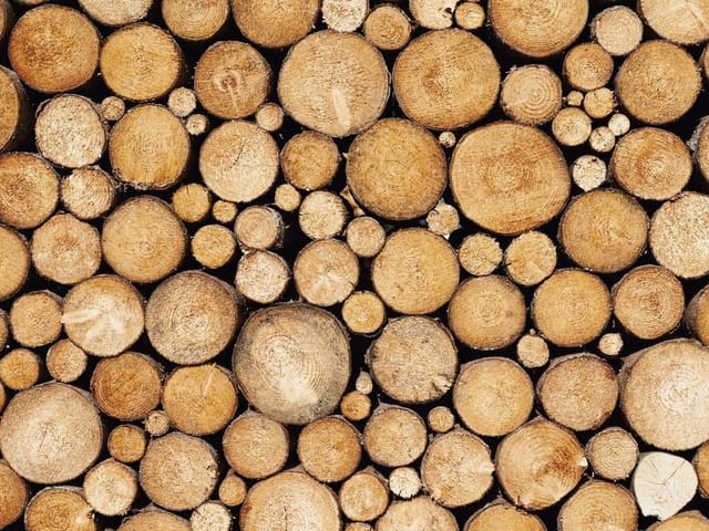 Fototapeta z widokiem na stos drewnianych kłód w przekroju z widocznymi słojami