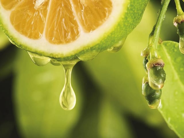 Fototapeta z przekrojoną limonką i kroplami soku na zielonym tle