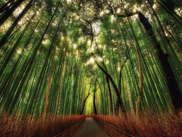 Fototapeta Ścieżka wśród bambusów (kod: 10706) Fototapeta przedstawiająca ścieżkę w lesie bambusowym z promieniami światła