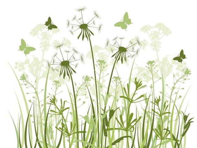 Fototapeta z dmuchawcami i trawami na jasnym tle, z motylami