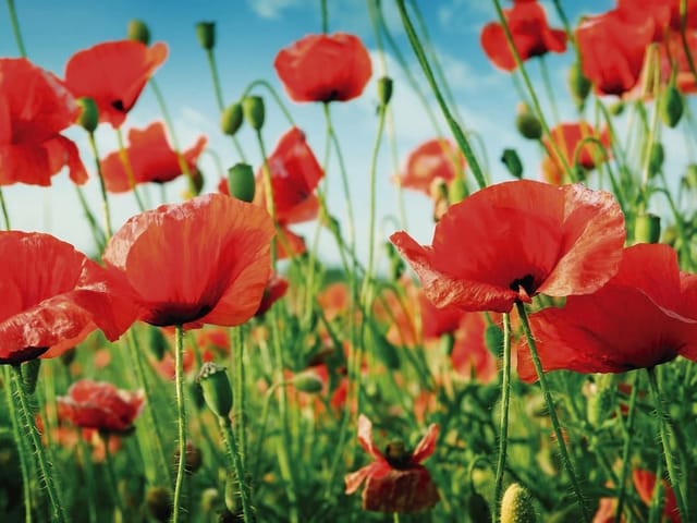 Fototapeta z czerwonymi makami na zielonej łące pod niebieskim niebem