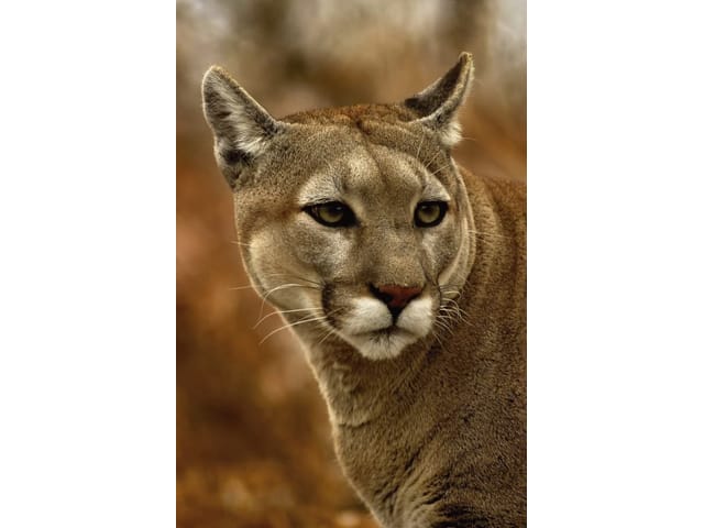 Fototapeta Puma w brązowych odcieniach (mpn: 1110) Fototapeta z głową pumy patrzącej w bok, rozmyte brązowe tło