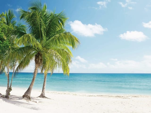Fototapeta z palmami na piaszczystej plaży i spokojnym morzem