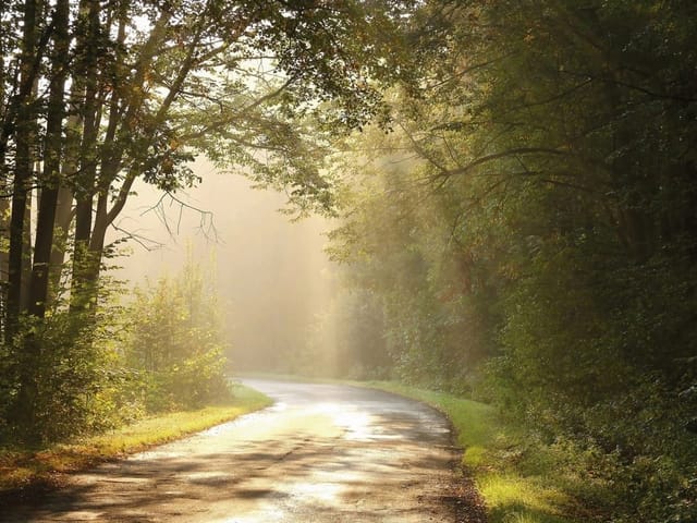 Fototapeta przedstawiająca krętą drogę w lesie z promieniami słońca