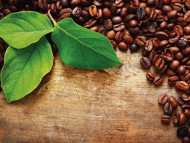 Fototapeta Liście i ziarna kawy na drewnie (kod: 11792) Fototapeta z zielonymi liśćmi i ziarnami kawy na drewnianym tle