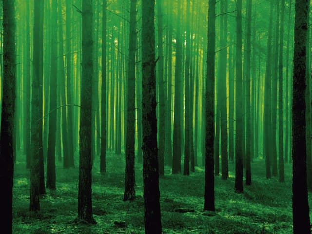 Fototapeta przedstawiająca gęsty las z wysokimi drzewami i jasnozielonym światłem w tle.