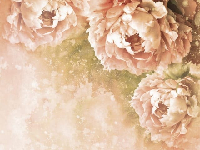 Fototapeta Delikatne piwonie w pastelach (kod: 11926) Fototapeta z trzema dużymi kwiatami piwonii na pastelowym tle