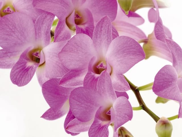Fototapeta Różowe orchidee na białym tle (mpn: 1210) Fototapeta z różowymi kwiatami orchidei na zielonej gałązce