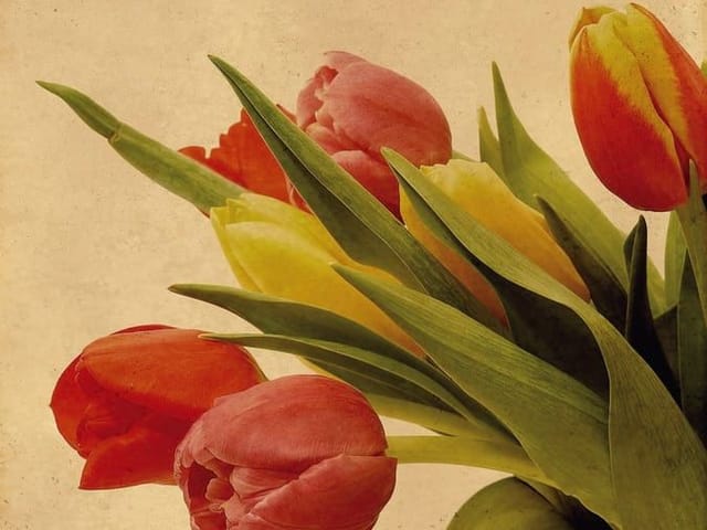 Fototapeta Kolorowe Tulipany w Wazonie (mpn: 1217) Fototapeta z bukietem czerwonych i żółtych tulipanów w wazonie