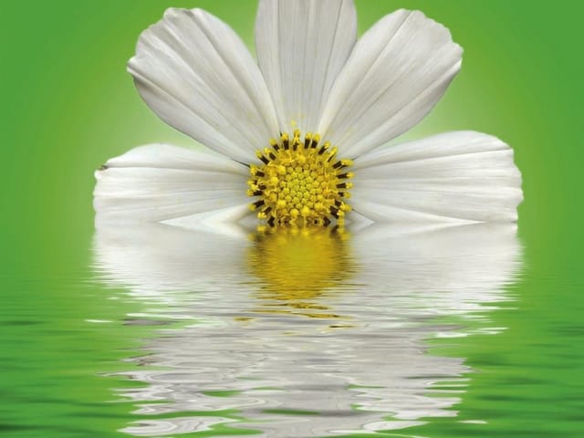 Fototapeta z białym kwiatem nad wodą i zielonym tłem, odbicie kwiatu