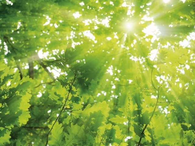 Fototapeta przedstawiająca zielone liście drzew oświetlone promieniami słońca