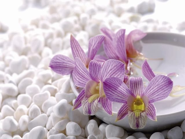 Fototapeta Fioletowe orchidee na kamieniach (mpn: 1234) Fototapeta z fioletowymi orchideami na białych kamieniach i jasnym tle