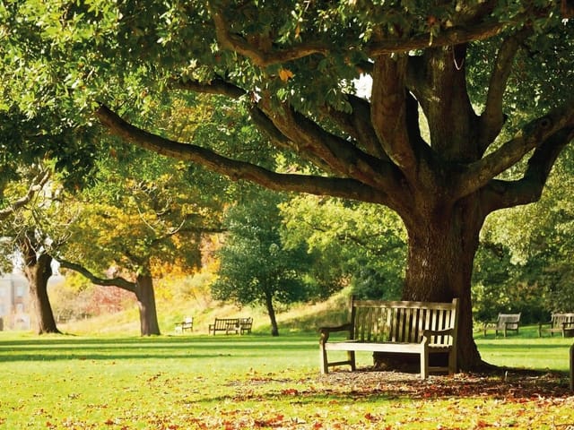 Fototapeta z dużym drzewem i ławką w parku o świcie