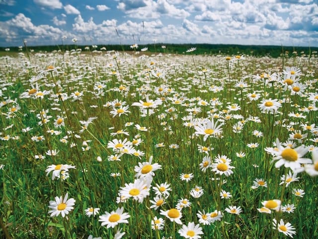 Fototapeta z polem stokrotek, zieloną trawą i niebem z chmurami