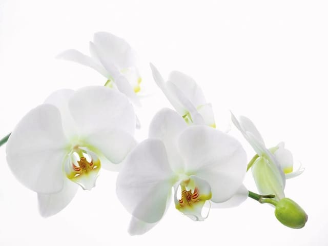 Fototapeta Białe orchidee na gałązce (mpn: 1237) Fototapeta z białymi orchideami na zielonej łodydze, jasne tło