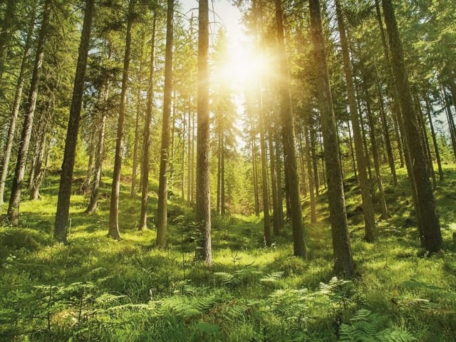 Fototapeta Las o świcie z promieniami słońca