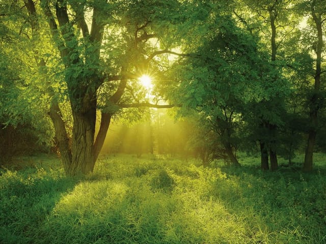 Fototapeta Las o świcie z promieniami słońca (kod: 12401) Fototapeta z dużymi drzewami i promieniami słońca w lesie