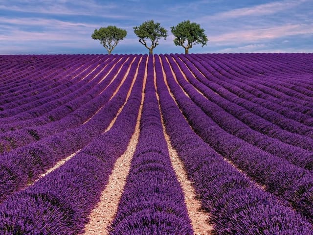 Fototapeta z polem lawendy, trzema drzewami i błękitnym niebem