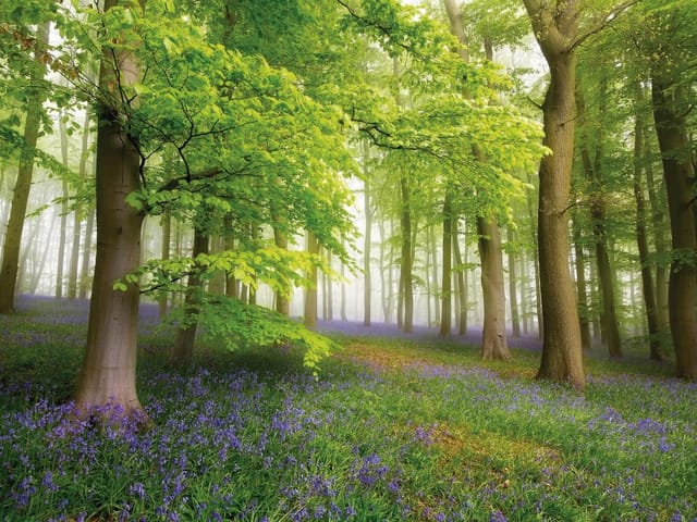 Fototapeta przedstawiająca las z wysokimi drzewami, zielonymi liśćmi i fioletowymi kwiatami w lekkiej mgle.