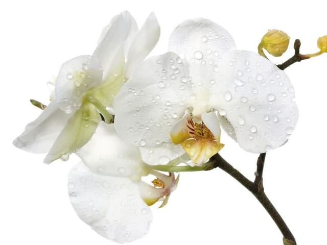 Fototapeta Białe Orchidee z Kroplami Wody (mpn: 1306) Fototapeta z białymi kwiatami orchidei pokrytymi kroplami wody