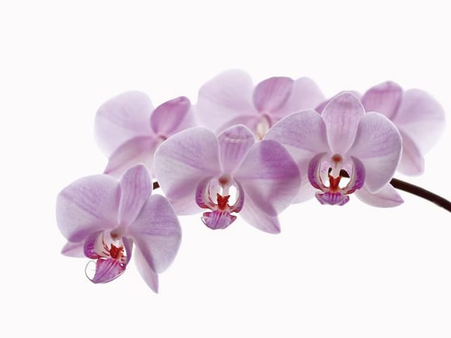 Fototapeta Storczyki na jasnym tle (mpn: 1308) Fototapeta z kwiatami orchidei o delikatnych różowych płatkach na jasnym tle
