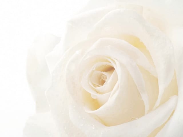 Fototapeta białej róży z bliska z kroplami wody na płatkach