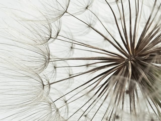 Fototapeta zbliżenie na dmuchawiec z delikatnymi nasionami i jasnym tłem