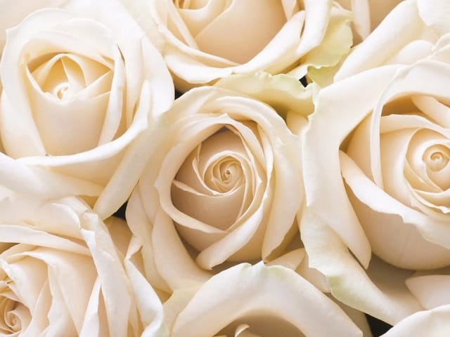 Fototapeta Bukiet Białych Róż w Zbliżeniu (kod: 13205) Fototapeta z bukietem białych róż, delikatne płatki i miękkie światło