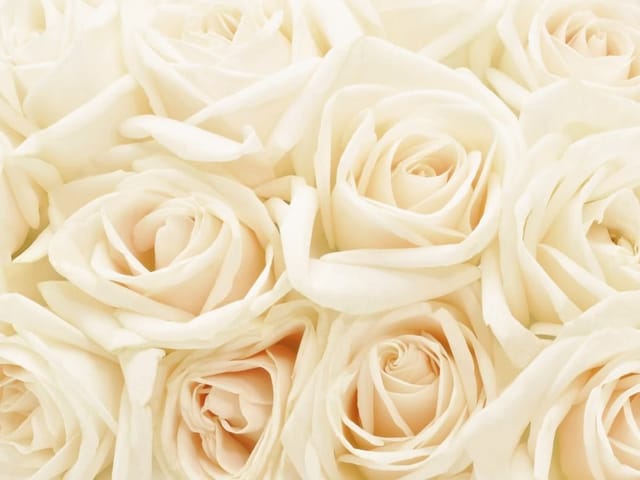 Fototapeta Bukiet białych róż w zbliżeniu (kod: 13216) Fototapeta z bukietem białych róż w zbliżeniu, różne odcienie bieli