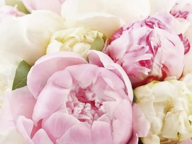 Fototapeta Bukiet Różowych i Białych Kwiatów (kod: 13250) Fototapeta z bukietem różowych i białych kwiatów, zielone liście